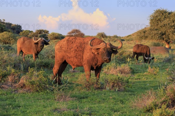 Cape buffalo (Syncerus caffer), adult, foraging, group, Mokala National Park, Northern Cape, South Africa
