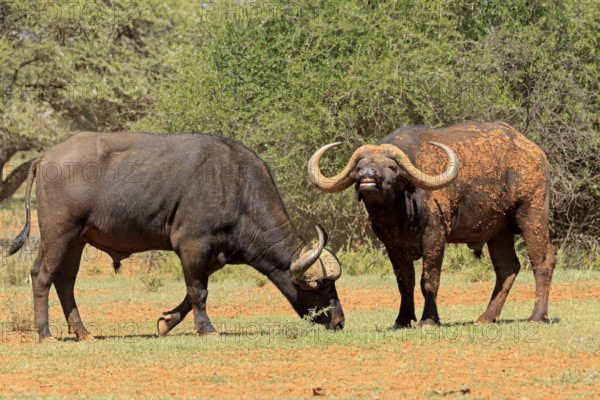 Cape buffalo (Syncerus caffer), adult, foraging, two buffalo, Mokala National Park, Northern Cape, South Africa