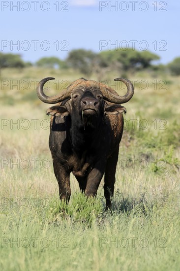 Cape buffalo (Syncerus caffer), adult, foraging, feeding, Mokala National Park, Northern Cape, South Africa