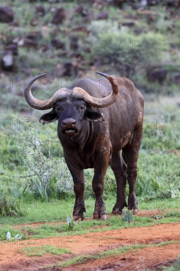 Cape buffalo (Syncerus caffer), adult, foraging, Mokala National Park, Northern Cape, South Africa