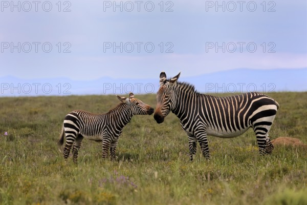 Cape Mountain Zebra (Equus zebra), adult, female, mother, juvenile, social behaviour, Mountain Zebra National Park, Eastern Cape, South Africa
