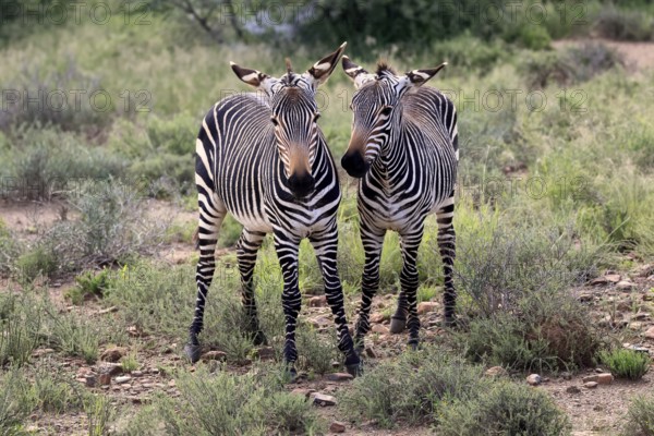 Cape Mountain Zebra (Equus zebra), half-grown young, two, alert, Mountain Zebra National Park, Eastern Cape, South Africa