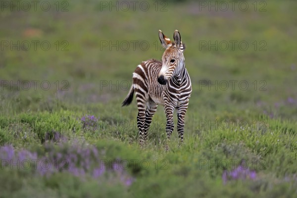 Cape Mountain Zebra (Equus zebra), young animal, alert, Mountain Zebra National Park, Eastern Cape, South Africa