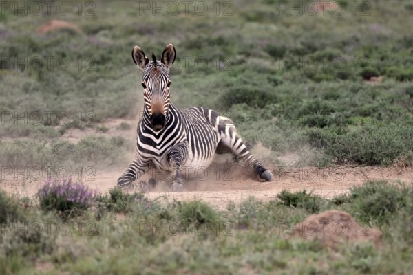Cape Mountain Zebra (Equus zebra), adult, sand bath, Mountain Zebra National Park, Eastern Cape, South Africa