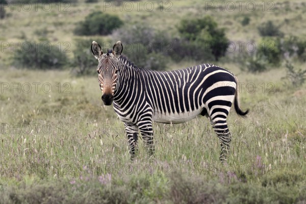 Cape Mountain Zebra (Equus zebra), adult, alert, Mountain Zebra National Park, Eastern Cape, South Africa