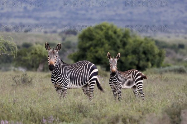 Cape Mountain Zebra (Equus zebra), adult, female, mother, young, alert, Mountain Zebra National Park, Eastern Cape, South Africa