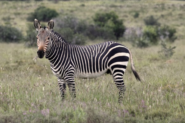 Cape Mountain Zebra (Equus zebra), adult, alert, feeding, Mountain Zebra National Park, Eastern Cape, South Africa