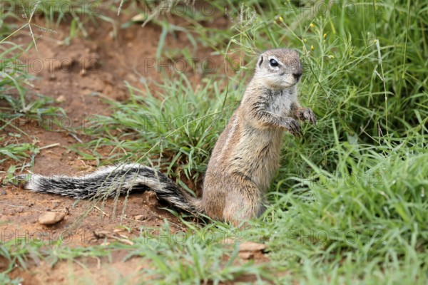 Cape bristle-necked squirrel (Xerus inauris), adult, alert, standing upright, foraging, Mountain Zebra National Park, Eastern Cape, South Africa