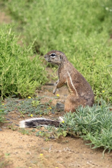 Cape bristle-necked squirrel (Xerus inauris), adult, alert, standing upright, foraging, Mountain Zebra National Park, Eastern Cape, South Africa