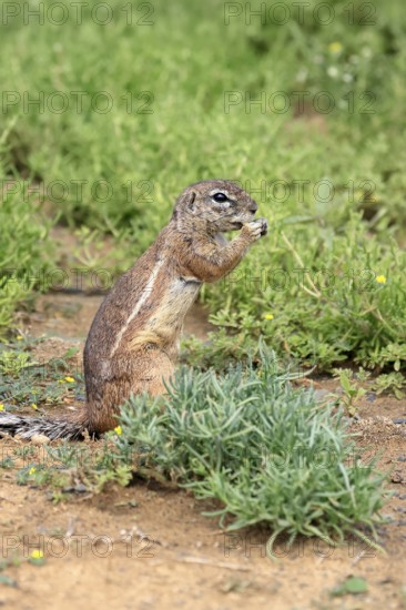 Cape bristle-thighed squirrel (Xerus inauris), adult, standing upright, feeding, Mountain Zebra National Park, Eastern Cape, South Africa