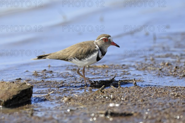 Little Ringed Plover (Charadrius tricollarius), adult, in the water, in the mud, foraging, Mountain Zebra National Park, Eastern Cape, South Africa