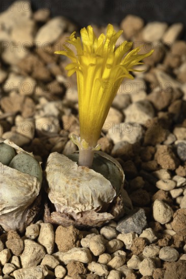 Conophytum flavum, living stones, blooming, flowers, Stellenbosch Botanical Garden, Western Cape, South Africa