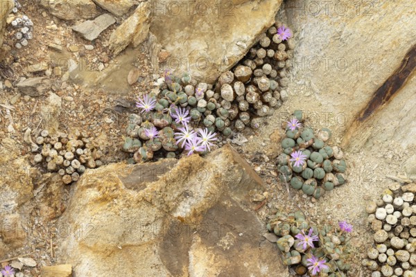 Conophytum obscurum, living stones, blooming, flowers, Stellenbosch Botanic Garden, Western Cape, South Africa