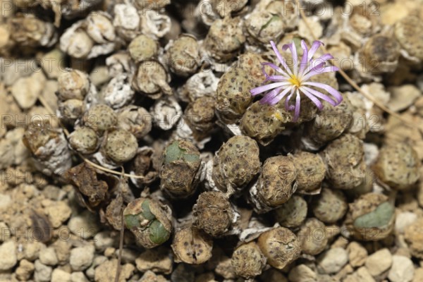 Conophytum, Living Stones, blooming, blossoms, Stellenbosch Botanic Garden, Western Cape, South Africa