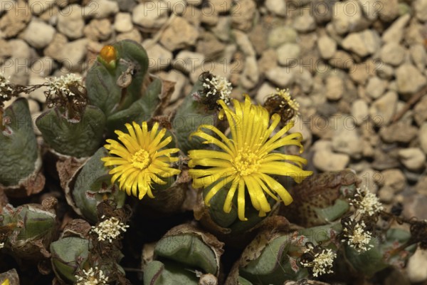 Conophytum, Living Stones, blooming, blossoms, Stellenbosch Botanic Garden, Western Cape, South Africa