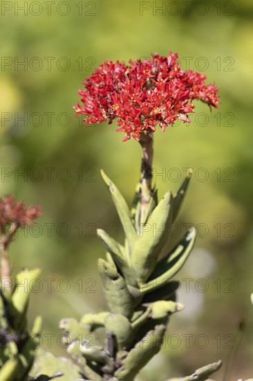 Crassula perforata, jade plant, blooming, Kirstenbosch Botanic Garden, Cape Town, South Africa
