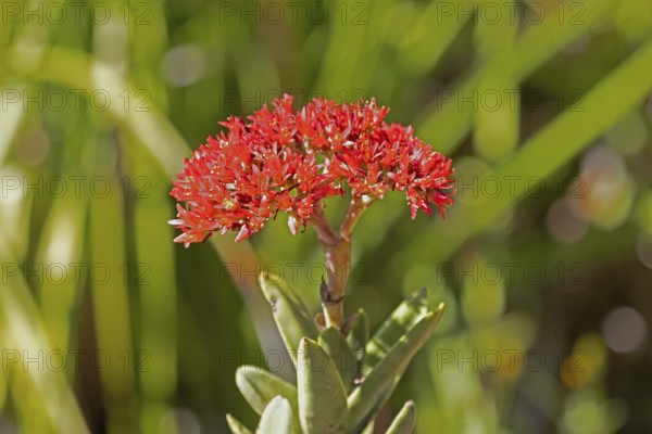 Crassula perforata, jade plant, blooming, Kirstenbosch Botanic Garden, Cape Town, South Africa