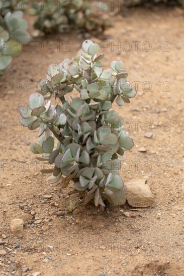 Crassula arborescens, succulent plant species, thick-leaf family, Karoo Desert Botanic Garden, Worcester, Western Cape, South Africa