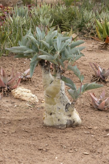 Cyphostemma juttae, wild grape, tree grape, leafy, plant, succulent, Karoo Desert Botanic Garden, Worcester, Western Cape, South Africa