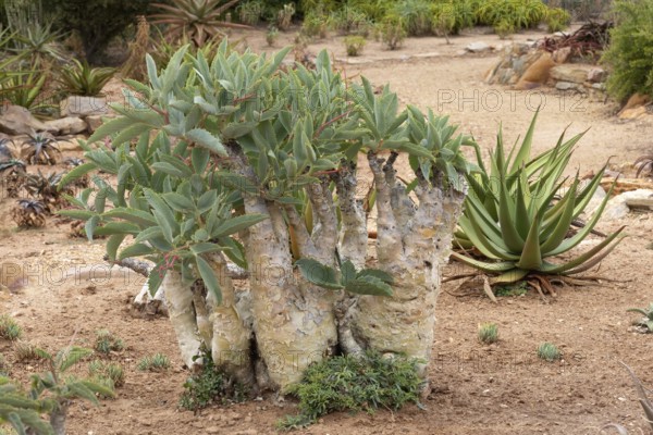 Cyphostemma juttae, wild grape, tree grape, leafy, plant, succulent, Karoo Desert Botanic Garden, Worcester, Western Cape, South Africa