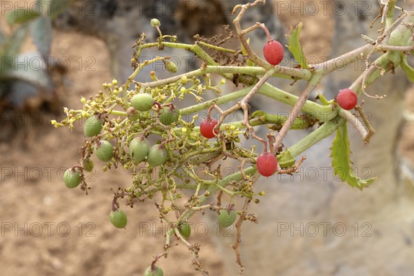 Cyphostemma juttae, wild grape, tree grape, fruit, plant, succulent, Karoo Desert Botanic Garden, Worcester, Western Cape, South Africa