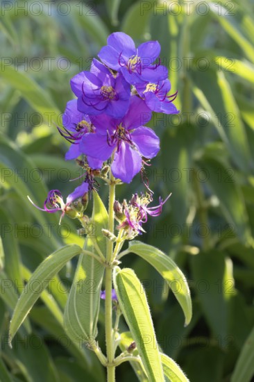 Dissotis princeps, bluehead, flower, Kirstenbosch Botanic Garden, Cape Town, South Africa