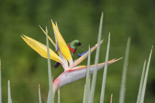 Double-banded Sunbird (Cinnyris afer), adult, on flower, foraging, Strelitzia, Kirstenbosch Botanic Gardens, Cape Town, South Africa
