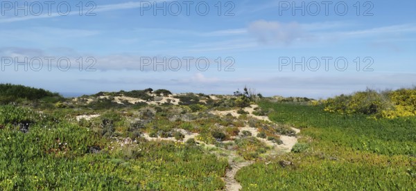 Hiking on the fishing trail, Rota Vicentina Green vegetation and sandy dunes under a blue sky with few clouds, Portugal