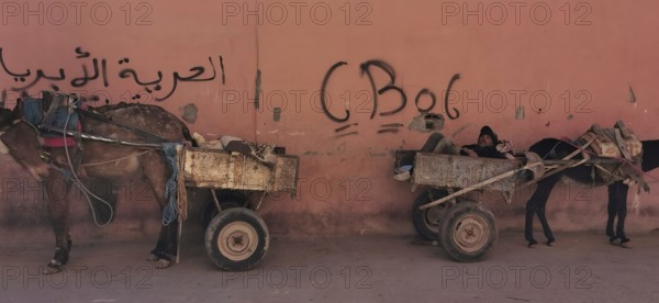 Two donkeys (asinus) with carts in which a person is resting stand in front of a wall decorated with graffiti in Marrakech, Morocco