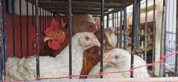 Various chickens (gallus gallus domesticus) crowded together in a cage on display at a market, Sidi Ifni, Morocco