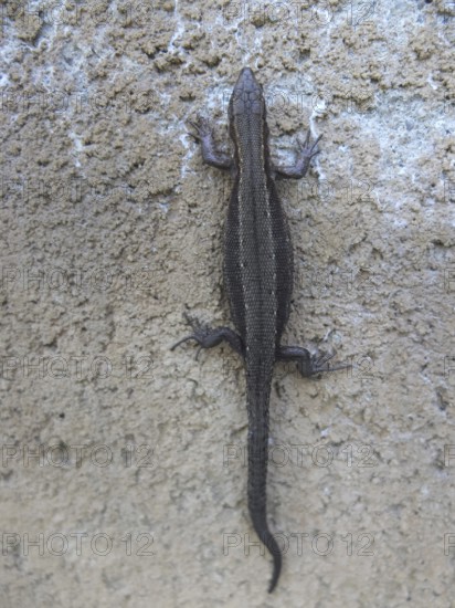 Forest lizard (zootoca vivipara) clinging to a sand-coloured wall, Czech Republic