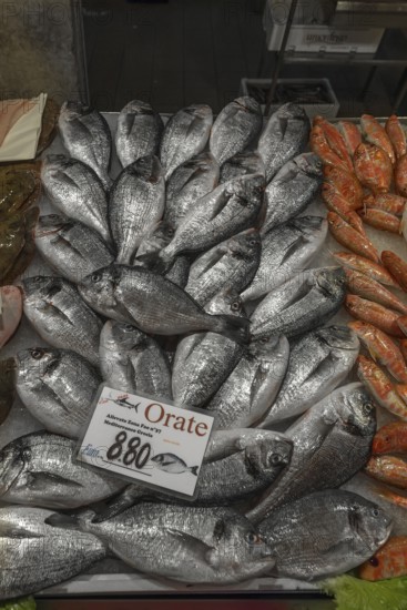 Sea bream (Sparus aurata) at the Rialto fish market, Venice, Veneto, Italy