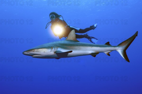 Underwater photo Diver swimming next to illuminated with underwater lamp large Grey reef shark (Carcharhinus amblyrhynchos) in open blue sea, Pacific Ocean