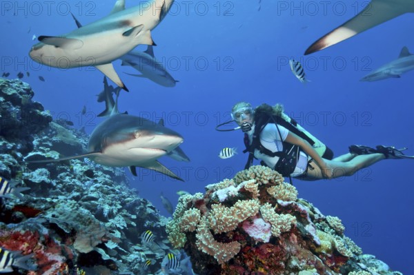 Underwater photo Diver being surrounded by large reef sharks (Carcharhinus) while scuba diving, Pacific Ocean