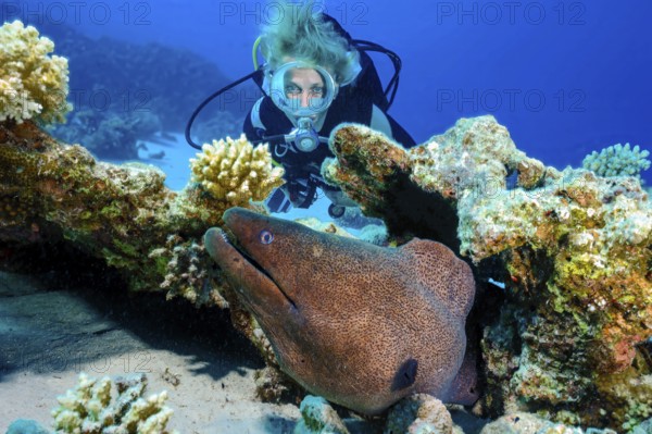 Underwater photo female scuba diver looking at large brown moray eel (Gymnothorax javanicus) coming out of hiding place, Red Sea, Hurghada, Egypt