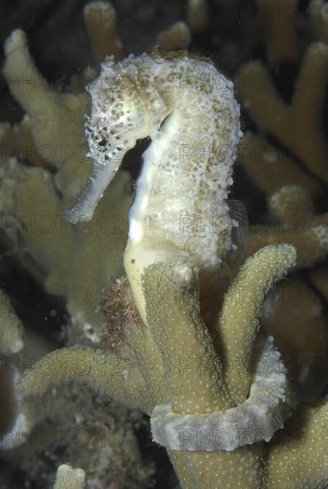 Underwater photo Tiger-tailed seahorse (Hippocampus comes) Pacific Ocean, Philippine Sea, Puerto Galera, Mindoro, Philippines