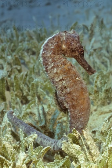 Underwater photo close-up of large seahorse (Hippocampus kelloggi) clinging to short broad-leaved seagrass (Halophila stipulacea), Red Sea, Egypt