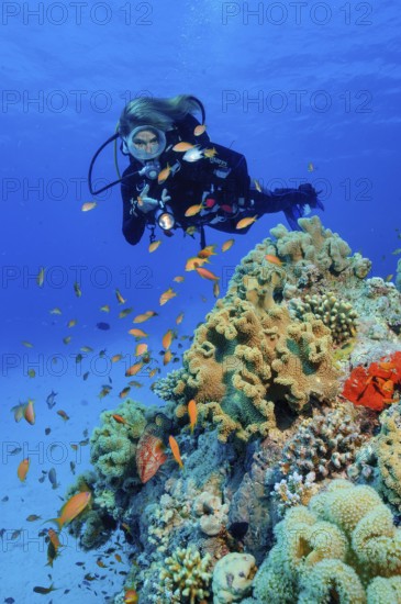 Underwater photo Diver looking at illuminated shoal of jewelled bannerfish (Pseudanthias squamipinnis) Jewelled bannerfish swimming over coral block of stony corals (Scleractinia) hard corals in tropical sea with coral reef, Red Sea, El Gouna, Egypt