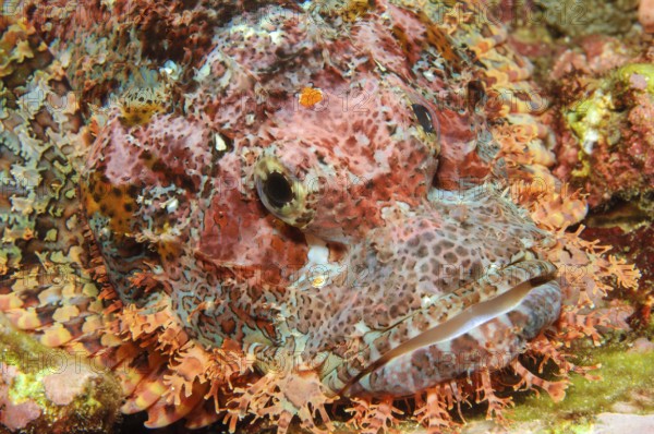 Underwater photo Close-up of fringed scorpionfish (Scorpaenopsis oxycephalus) Lurking hunter lies with mimesis behaviour well camouflaged like coral block spread pectoral fins on hard corals (Acropora) hard corals in coral reef lurking for prey, Indian Ocean, Andaman Sea