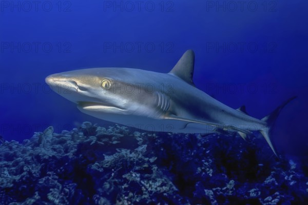 Underwater photo close-up of Caribbean Reef Shark (Carcharhinus perezi) swimming in front of viewer, Caribbean, Bahamas