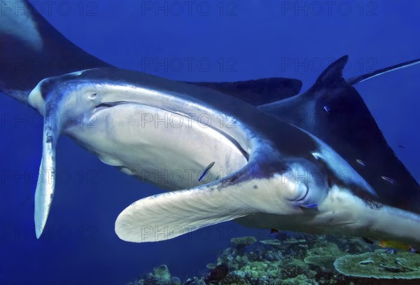 Underwater photo head portrait close-up of manta ray (Mobula birostris) devil ray manta ray swims on floats in tropical sea above cleaning station in coral reef of reef-building stony corals (Scleractinia) hard coral has head rag rolled out can be freed from parasites by Bluestreak cleaner wrasse (Labroides dimidiatus) cleaner wrasse, Indian Ocean, Maldives