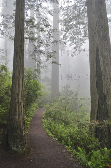 An inviting forest path surrounded by misty trees, coast redwood (Sequoia sempervirens), leads into the depths of the forest, Redwood National Park, California, USA