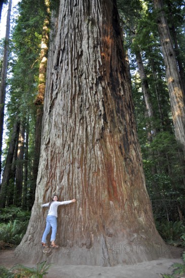 Woman leaning against an impressive tree trunk, coast redwood (Sequoia sempervirens), in a wooded setting, Redwood National Park, California, USA