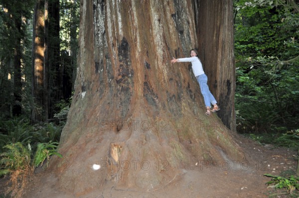 Woman hugging the imposing base of a massive tree trunk, coast redwood (Sequoia sempervirens), in the forest, Redwood National Park, California, USA