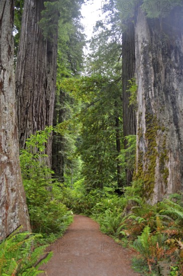 A narrow path leads through giant sequoia trees, coast redwood (Sequoia sempervirens), surrounded by green foliage and ferns, Redwood National Park, California, USA