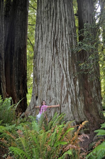 Woman hugging a giant tree trunk, coast redwood (Sequoia sempervirens), in dense green forest with ferns in the foreground, Redwood National Park, California, USA