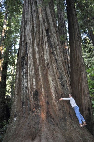 Woman hugging a massive tree trunk, coast redwood (Sequoia sempervirens), in a forest surrounded by dense greenery, Redwood National Park, California, USA