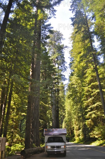 An RV drives through a redwood forest on a sunlit road, coast redwood (Sequoia sempervirens), Redwood National Park, California, USA
