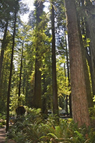 Light-flooded forest with tall trees, coast redwood (Sequoia sempervirens), peaceful atmosphere, Redwood National Park, California, USA