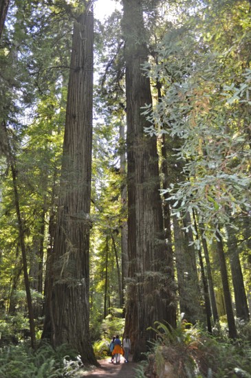 Group of people exploring a sparse forest with impressive trees, coast redwood (Sequoia sempervirens), Redwood National Park, California, USA
